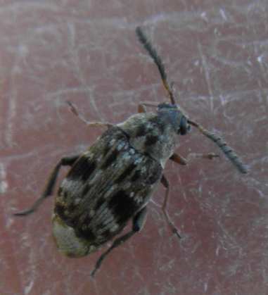 Chrysomelidae Bruchinae